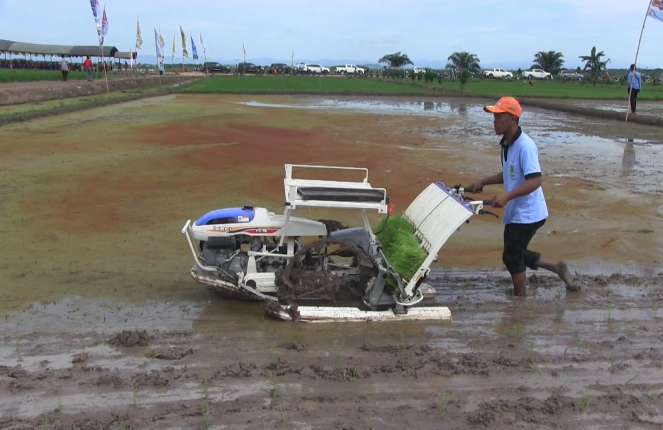 Petani Menanam Padi