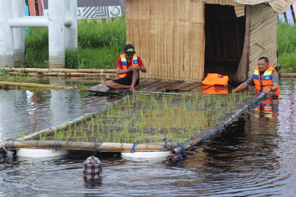 Petani padi apung di desa muara enggelam.
