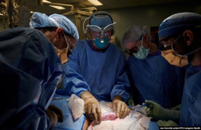 Tim bedah memeriksa ginjal babi di NYU Langone di New York, AS. (Foto: Joe Carrotta for NYU Langone Health via Reuters)
