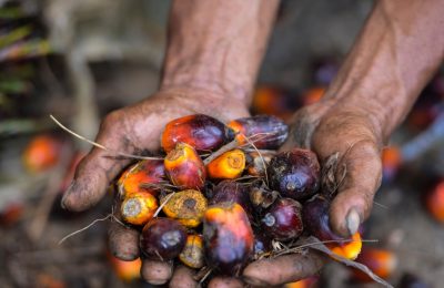Seorang pekerja perkebunan kelapa sawit menunjukkan buah kelapa sawit di Meulaboh, Aceh, 28 Maret 2019. Indonesia adalah produsen utama minyak sawit, bahan baku berbagai produk, mulai dari minyak goreng, kosmetik, hingga biodiesel. (Foto: AFP).