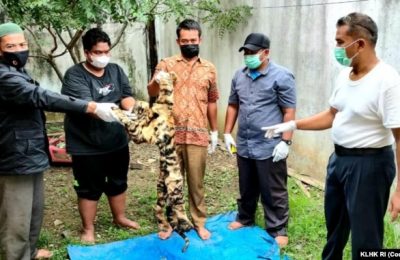 Balai Penegakan Hukum (Gakkum) Kementerian Lingkungan Hidup dan Kehutanan (KLHK) Wilayah Sumatera menangkap dua tersangka penjual kulit harimau Sumatera yang masih utuh. (Foto: Courtesy/KLHK)