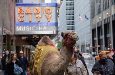 Seekor unta dikawal menyusuri jalan ke Radio City Music Hall, New York, 2 November 2021. Unta, domba, dan keledai kembali ditampilkan dalam adegan "Living Nativity" bagian dari pertunjukan menyambut Natal yang dibintangi Radio City Rockettes.