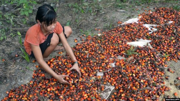 Asnimawati, gadis 13 tahun, bekerja di perkebunan kelapa sawit di Pelalawan, Provinsi Riau. (Foto: AFP/Adek Berry)
