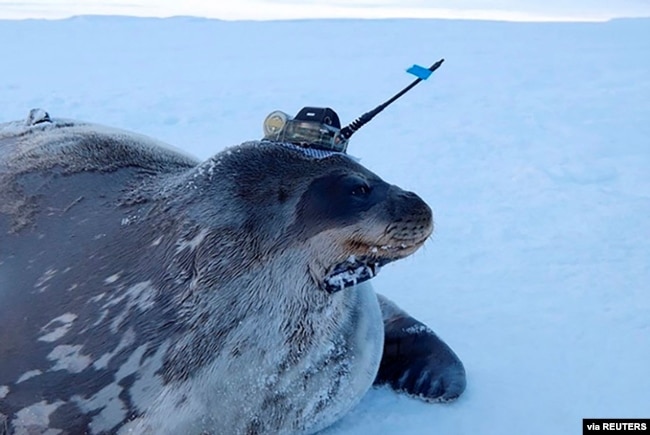 Anjing laut jenis Weddell dilengkapi dengan alat pengukur berteknologi tinggi yang dipasang di kepalanya, untuk mengamati perairan di bawah lapisan es tebal, dekat Stasiun Showa Jepang di Antartika, April 2017. (Institut Nasional Penelitian Kutub/Handout via REUTERS).