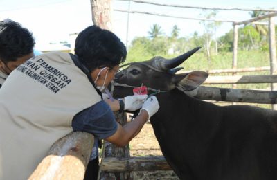 DIPASTIKAN SEHAT: Tim Pemeriksa Hewan Kurban Provinsi Kalimantan Utara memasang label pada hewan kurban yang dinyatakan sehat. (Ist)