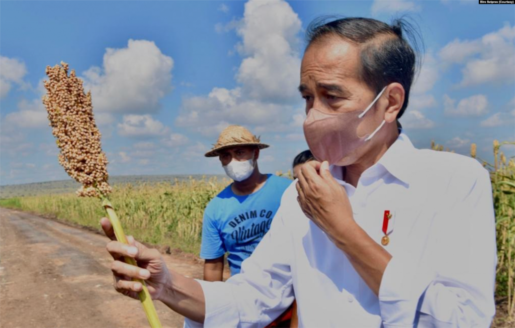 Presiden Joko Widodo memegang sebatang sorgum dalam kunjungannya ke NTT. (Foto: Setpres)