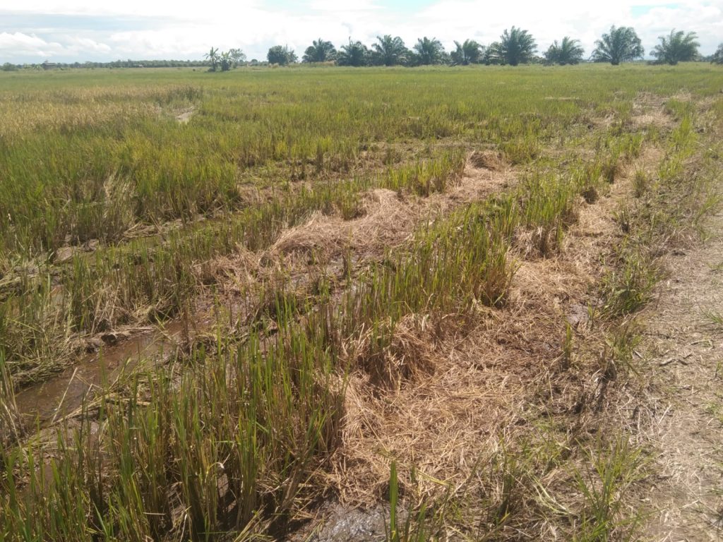 Kondisi lahan di Kabupaten PPU. (ESY)