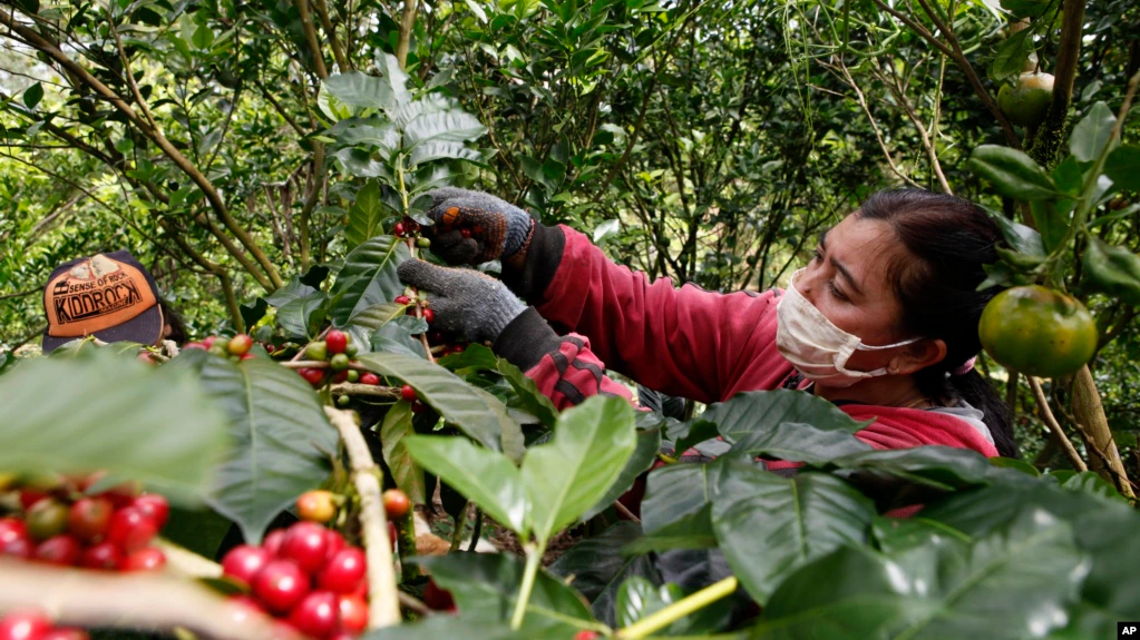 Seorang pekerja perempuan memetik biji-biji kopi saat panen di sebuah perkebunan di desa Ulian, Bali (foto: ilustrasi).