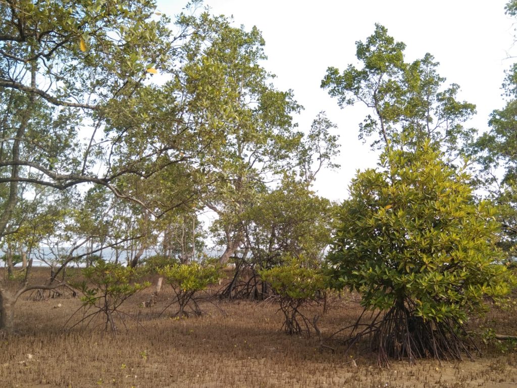 Mangrove di Pesisir Pantai Kabupaten PPU. (ESY)