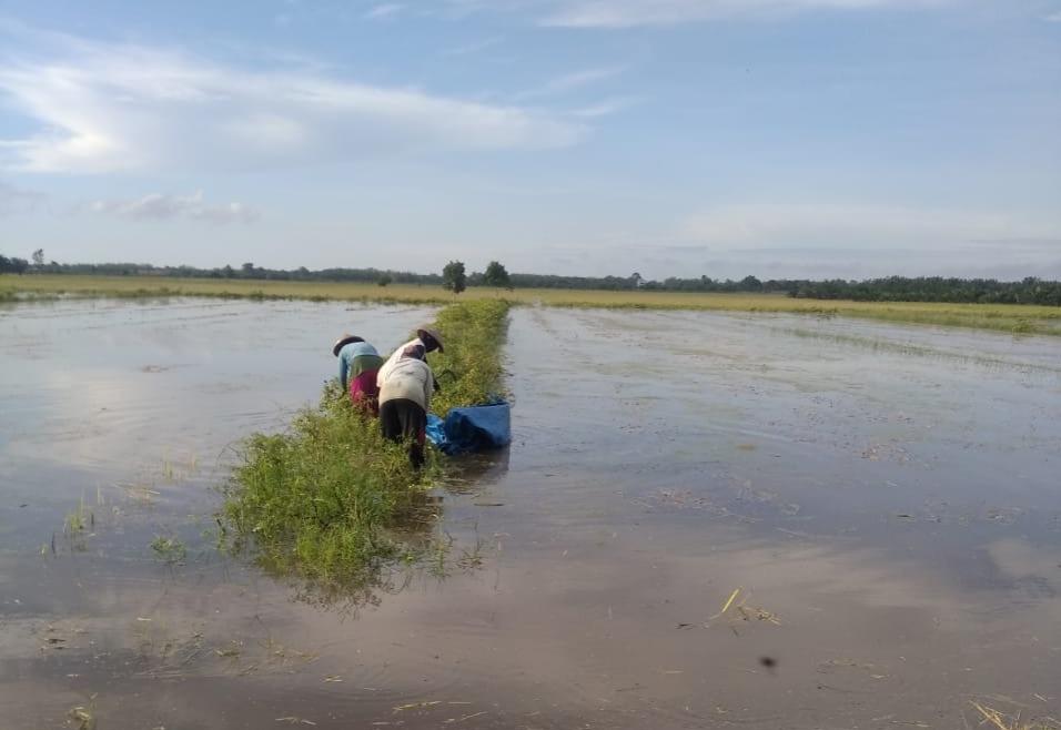 Sawah terdampak banjir di Kecamatan Babulu. (Ist)