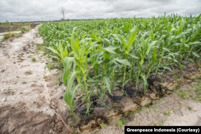 Para aktivis menyampaikan kekhawatiran bahwa proyek penyimpanan pangan skala besar seperti food estate bukanlah solusi ketahanan pangan namun justru memperburuk krisis pangan dan iklim di Kalimantan Tengah. (Foto: Courtesy/Greenpeace Indonesia)