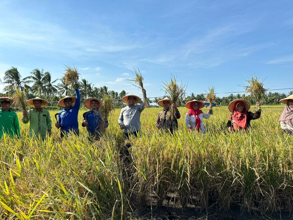 PT Pertamina Hulu Mahakam (PHM) melakukan panen raya perdana pertanian organik melalui Program Pernik Mahakam. (Ist)