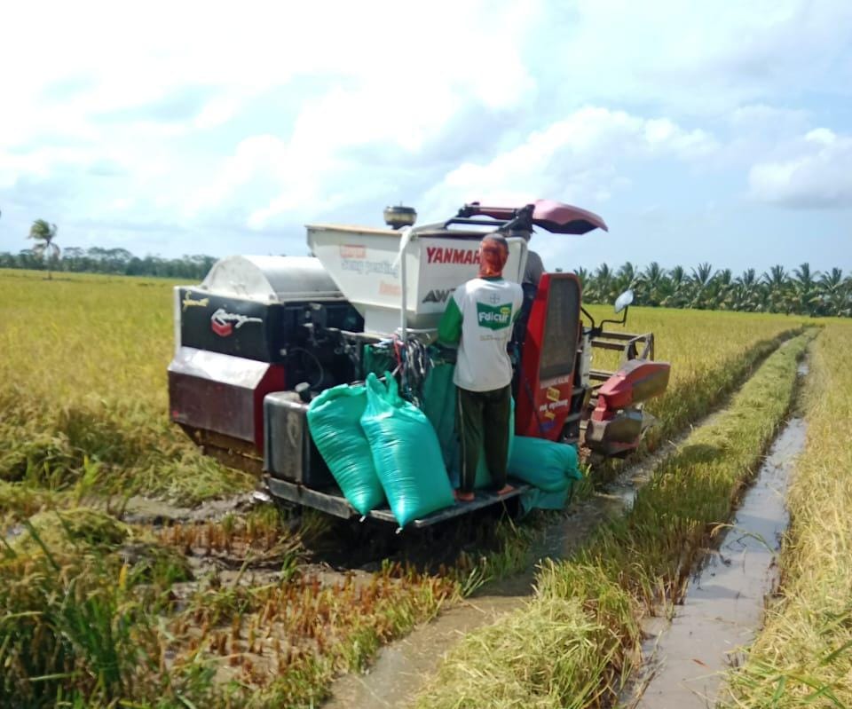 Panen raya padi dalam negeri tengah berlangsung. (Ist)