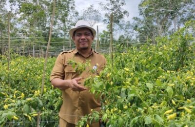 DTPH Kabupaten Paser mengembangkan tanaman hortikultura cabai dan bawang merah di lahan seluas 11 hektar. (Ist)