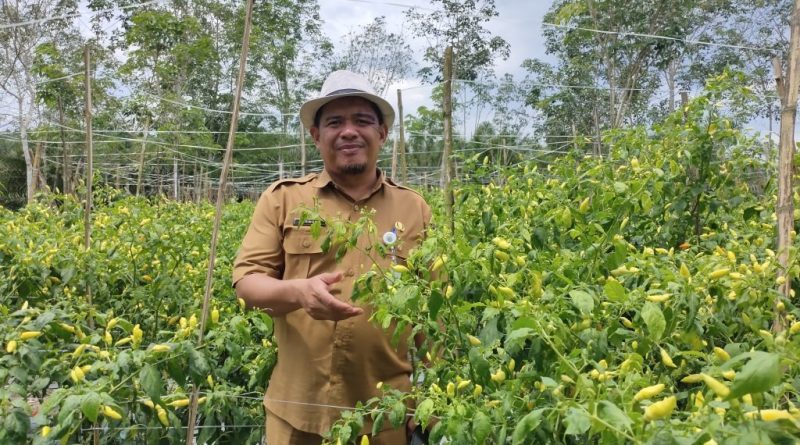 DTPH Kabupaten Paser mengembangkan tanaman hortikultura cabai dan bawang merah di lahan seluas 11 hektar. (Ist)