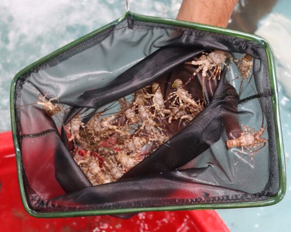 Benih Bening Lobster (BBL). (Ist)