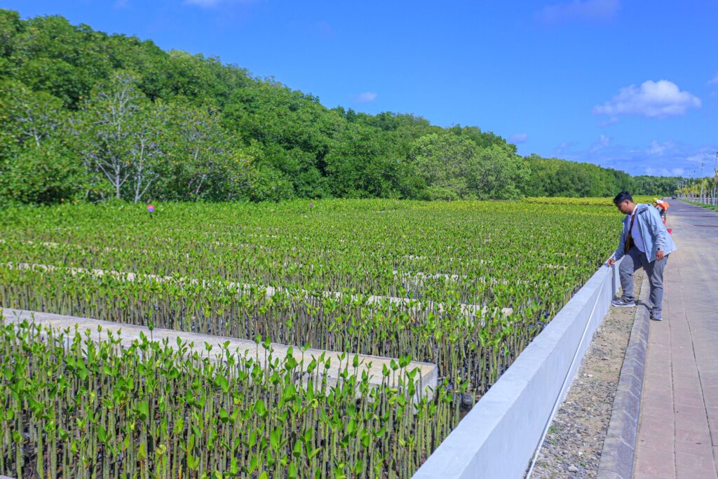 Pengunjung melihat pembibitan tanaman bakau atau mangrove di Taman Hutan Raya (Tahura) Ngurah Rai, Bali. (Ist)