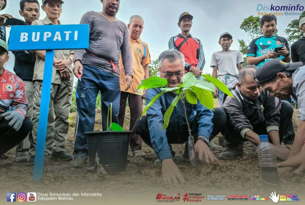 Bupati Malinau Wempi saat melakukan penanaman pohon kakao. (Ist)
