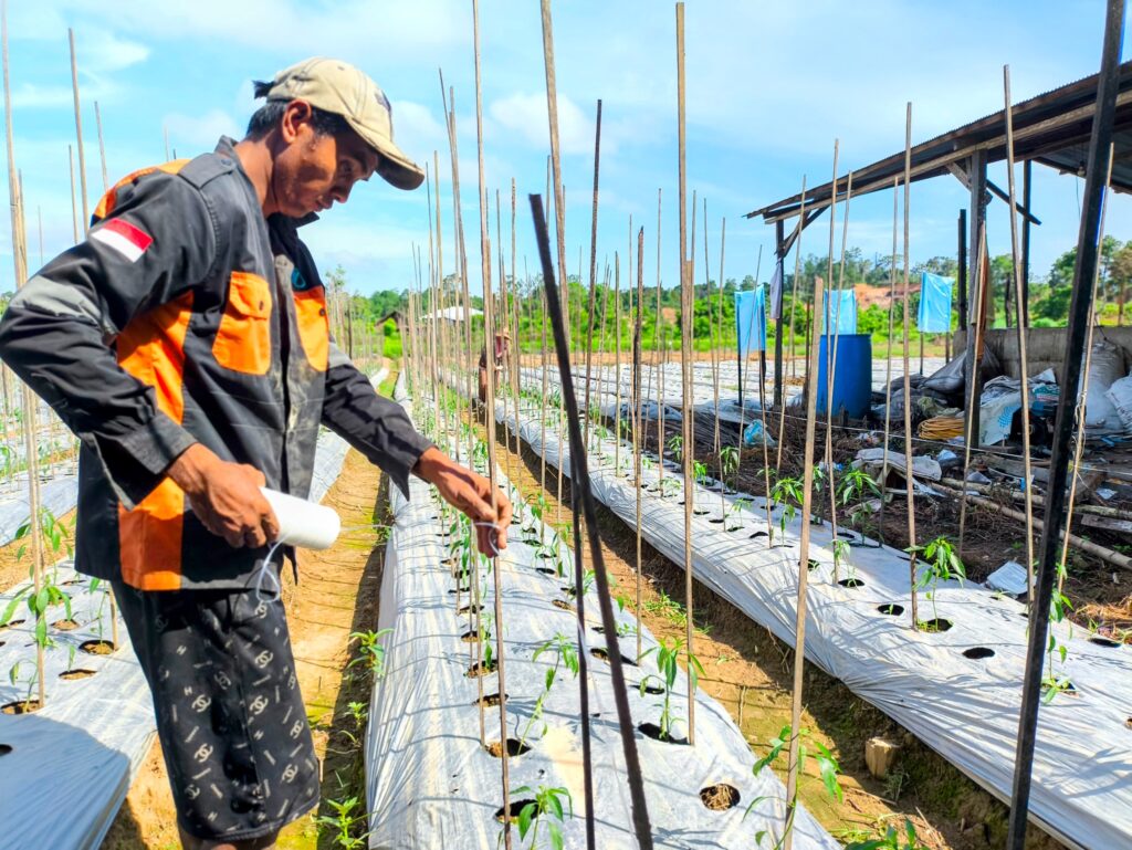 Petani melakukan penanaman berbasis pertanian organik berkelanjutan melalui program CSR bernama ECO-STEP Semberah. (Ist)