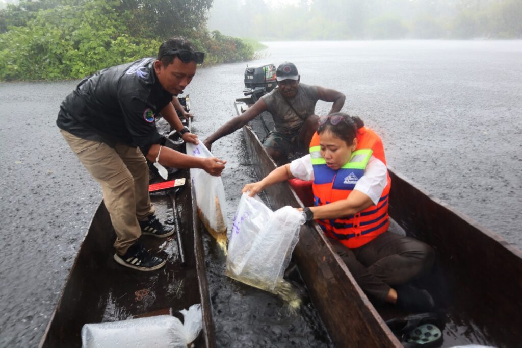 KKP Lepas 234 Anakan Arwana Irian. (Ist)