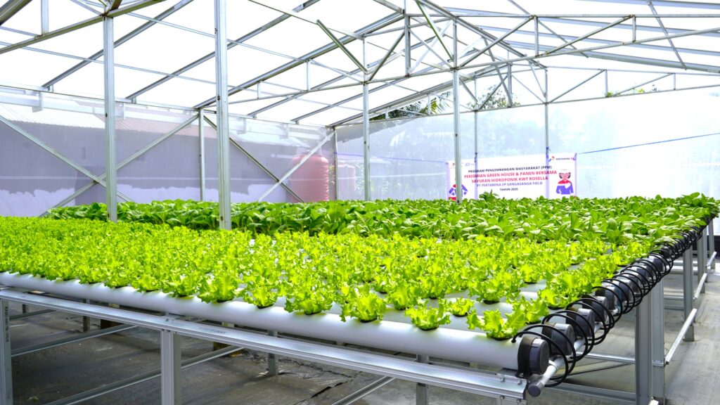 PT Pertamina EP Sangasanga Field Fasilitasi Pendirian Green House Hidroponik. (Ist)