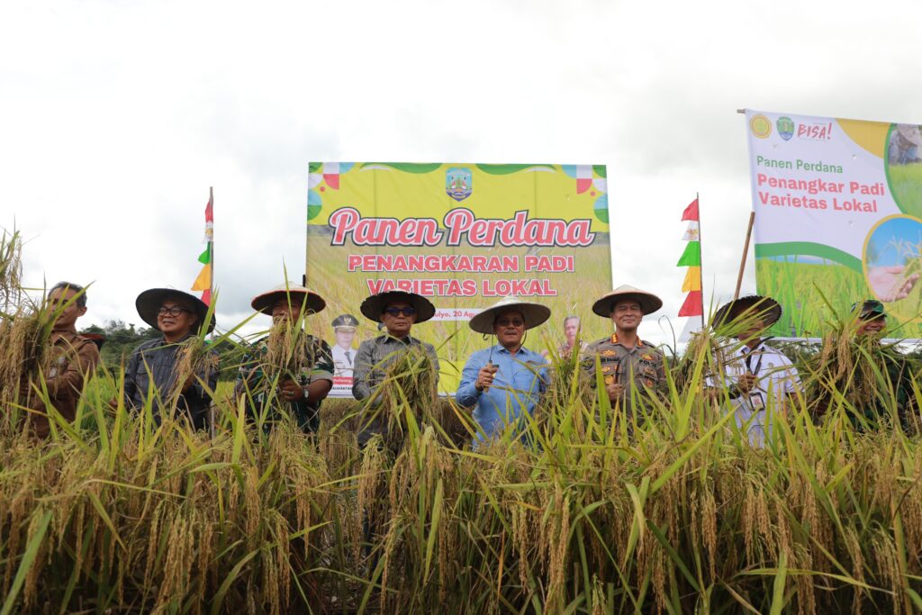 Panen Perdana Padi Varietas Lokal di Bulungan. (Ist)