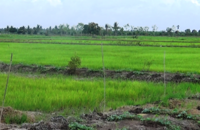 Lahan Sawah di Kabupaten PPU