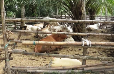 Gambar Sapi.