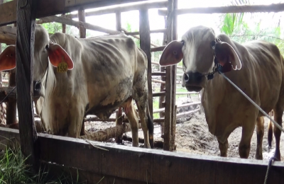 Gambar Sapi.