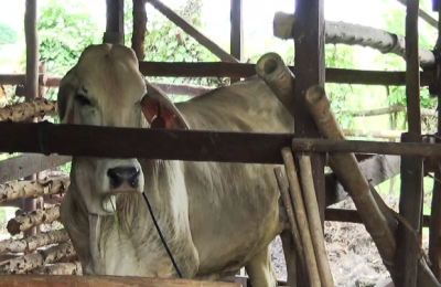 Sapi