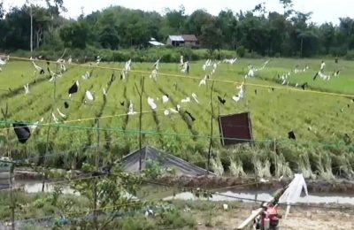 Foto Lahan Sawah Pasca Banjir.