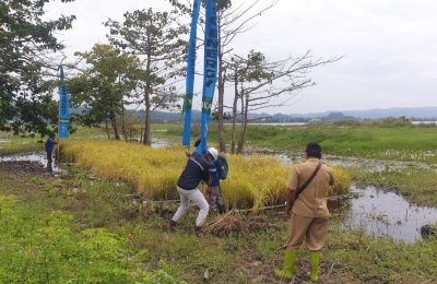 Demplot padi sawah apung oleh PT Poso Energy seluas 0,5 are (50 meter persegi) di Desa Buyumpondoli, Kabupaten Poso, Sulteng. (Foto: VOA/Yoanes Litha)