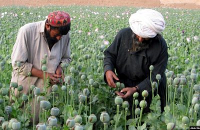 Petani Afghanistan bekerja di ladang opium di distrik Grishk di Provinsi Helmand. (Foto: REUTERS/Abdul Quddus)