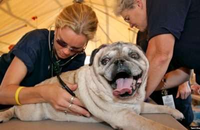 Dokter hewan Michelle LaBelle-Lake (kiri) dan Dr. Tatty Hodge dari Veterinary Medical Assistance Team (VMAT) merawat seekor anjing pesek China bernama Spike yang mengalami masalah pernapasan di rumah sakit lapangan VMAT lapangan di Gulfport, Mississippi