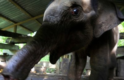 Bayi gajah di Alue Meuraksa, Aceh Jaya di kandangnya setelah diamputasi separuh belalainya hari Senin (15/11).