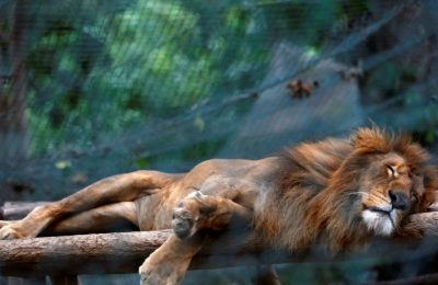 Foto ilustrasi yang menunjukkan seekor singa tertidur di sebuah kebun binatang. (Foto: Reuters/Carlos Jasso)