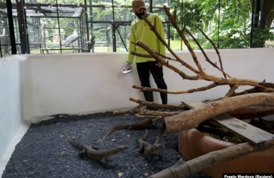 Petugas Kebun Binatang Surabaya memberi makan komodo muda bernama ilmiah Varanus komodoensis di dalam kandang pemeliharaan di Surabaya, Jawa Timur, 1 November 2021. (Foto: REUTERS/Prasto Wardoyo)
