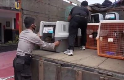 Petugas polisi dari Polres Sukoharjo memindahkan puluhan anjing ke dalam kandang yang layak untuk mendapat perawatan pada 25 November 2021. Anjing-anjing tersebut sebelumnya hendak dikirimkan ke pedagang kuliner anjing di Jawa Tengah. (Foto: Courtesy Polres Sukoharjo)