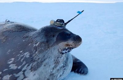 Anjing laut jenis Weddell dilengkapi dengan alat pengukur berteknologi tinggi yang dipasang di kepalanya, untuk mengamati perairan di bawah lapisan es tebal, dekat Stasiun Showa Jepang di Antartika, April 2017. (Institut Nasional Penelitian Kutub/Handout via REUTERS).