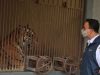 Gubernur Provinsi DKI Jakarta Anies Baswedan saat meninjau langsung perkembangan kondisi kedua harimau Sumatera di Taman Margasatwa Ragunan, Sabtu, 31 Juli 2021. (Foto: Humas Pemprov DKI Jakarta)