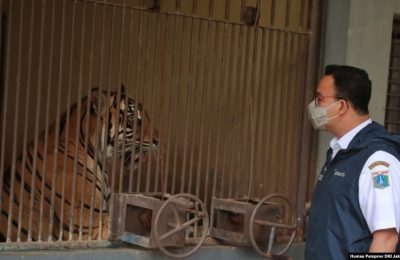 Gubernur Provinsi DKI Jakarta Anies Baswedan saat meninjau langsung perkembangan kondisi kedua harimau Sumatera di Taman Margasatwa Ragunan, Sabtu, 31 Juli 2021. (Foto: Humas Pemprov DKI Jakarta)