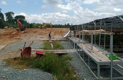 Kawasan persemaian Mentawir. (NBP)