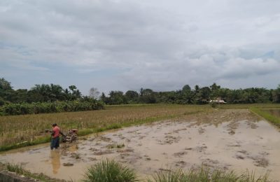 Petani menggarap sawah di Kabupaten Penajam Paser Utara. (ESY)