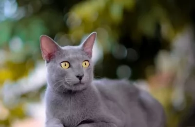 Busok-- Kucing ini sebetulnya berasal dari pulau kecil bernama Raas yang termasuk wilayah kepulauan Madura (Dokumentasi ICA)