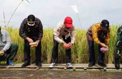 Panen padi di Kabupaten Hulu Sungai Selatan. (Ist)