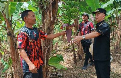 Bupati Gunung Mas Jaya Samaya Monong bertemu petani. (Ist)