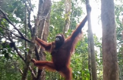 Orang utan Astuti. (Ist)