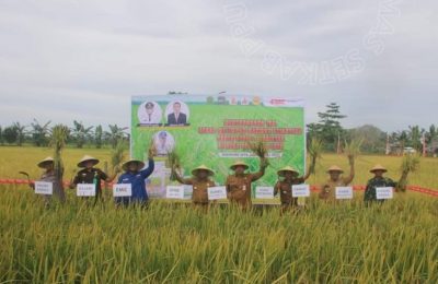 Panen padi tiga varietas di Desa Sebakung Jaya. (Ist)