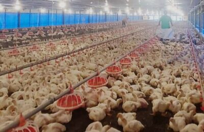 Ayam ras dalam negeri. (Ist)