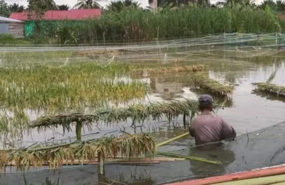 Lahan pertanian di Kabupaten Paser. (Ist)